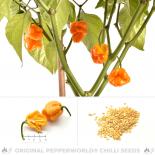 Trinidad Scorpion Butch T Yellow Chilli Seeds 