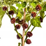 Trinidad Scorpion Chocolate Chilli Seeds 