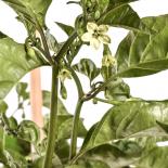 Trinidad Moruga Scorpion Red Chilisamen 