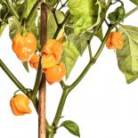 Trinidad Moruga Scorpion Yellow Chilisamen 