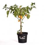 Trinidad Moruga Scorpion Yellow BIO Chilipflanze 