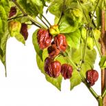 Trinidad Scorpion Moruga Caramel Chilisamen 