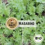 BIO Wasabino Samen 