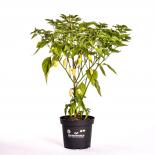 White But Jolokia Organic Chilli Plant 