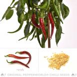 Yalova Charlestone Chili Seeds 