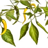 Yellow Cayenne Chilisamen 
