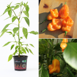 Zebrange BIO Chilipflanze 