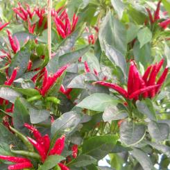 Thai Red Hot Chilli Seeds 