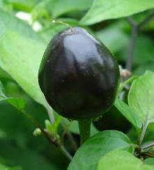 Black Cluster Chilli Seeds 