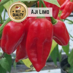 Aji Limo Chilli Seeds 