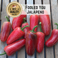 Jalapeno Fooled You Chilli Seeds 