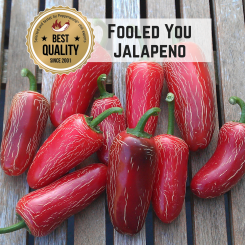 Jalapeno Fooled You Chilisamen 