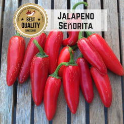 Jalapeno Senorita Chilli Seeds 