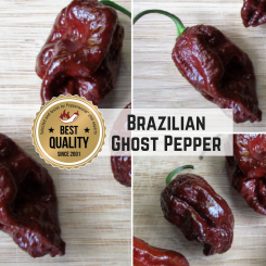 Brazilian Ghost Pepper Chilisamen 
