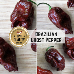 Brazilian Ghost Pepper Chilli Seeds 