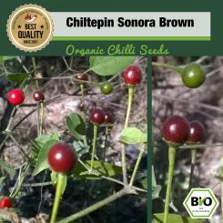 Now in organic quality! The original wild form of the chili, fiery-hot, decorative and  extremely rare. 