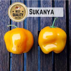 Sukanya Chilli Seeds 
