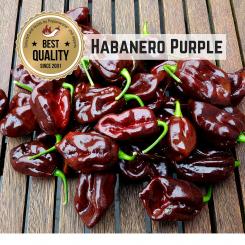 Habanero Purple Chilisamen 