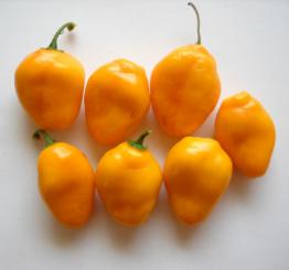 Rocoto de Seda Chilli Seeds 