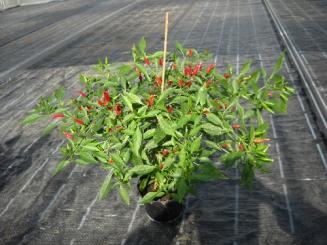 Mini-Chili Chilli Seeds 