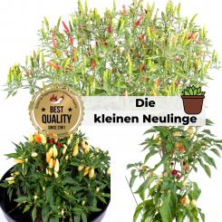 Scotch Bonnet Exclusive - Seed Special 2020 