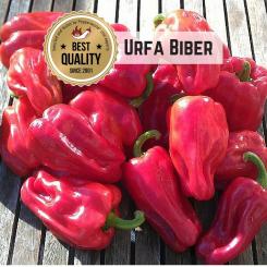 Urfa Biber Chilli Seeds 