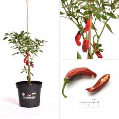 Shishito Pepper BIO Chilipflanze 