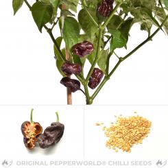 7 Pot Congo Chocolate Chili Seeds 