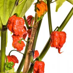 7 Pot / Seven Pot Jonah Chilisamen 