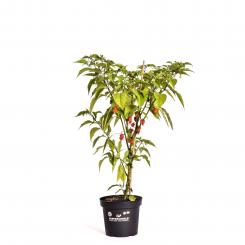 7 Pot / Seven Pot Jonah BIO Chilipflanze 