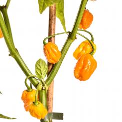 7 Pot / Seven Pot Primo Orange Chilisamen 