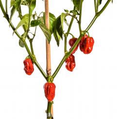 7 Pot / Seven Pot Chilli Seeds 