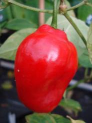 Rocoto Large Red Chilli Seeds 