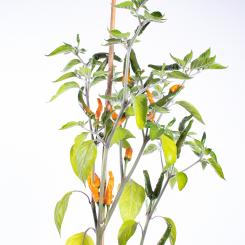 Acrata Golden Chilisamen 