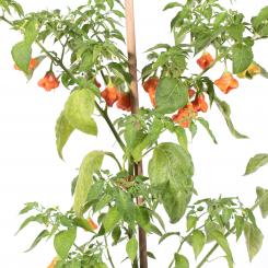 Orange Bell Chilisamen 