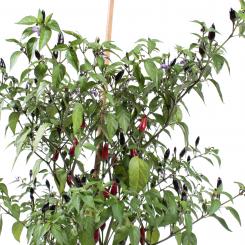 www.pepperworldhotshop.com
