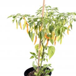 Aji Amarillo Small Chilliseeds 