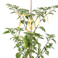 Aji Challuaruro Amarillo Chilisamen 