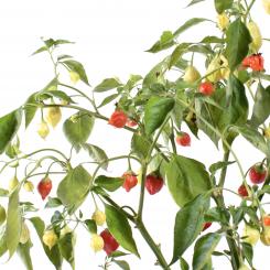 Bulgarian Teardrop Chilliseeds 