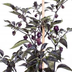 Cheiro Roxa Chilliseeds 