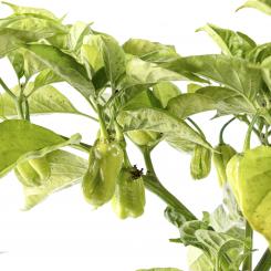 Habanero Big Sun Chilisamen 
