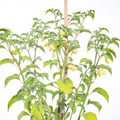 Habanero Snow White Chilisamen 