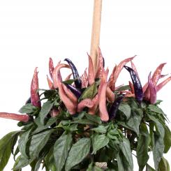 Maya Purple Passion Chilliseeds 