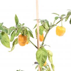 Orange Giant TD Chilisamen 