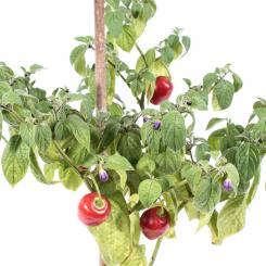 Rocoto San Pedro Rojo Chilliseeds 