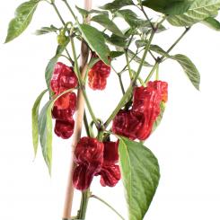 Zou-Pi Chilisamen 