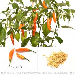 Aji Calabaza Chilisamen 