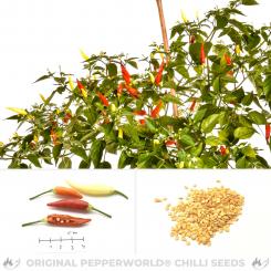 Ají Omnicolor Chilli Seeds 