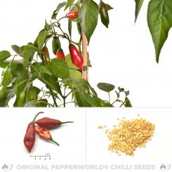 Aji Red Hot Pyosil Chili Seeds 