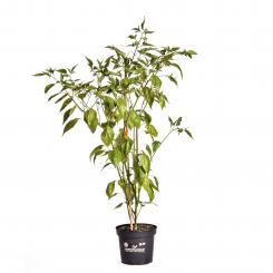 Aji Amarillo BIO Chilipflanze 